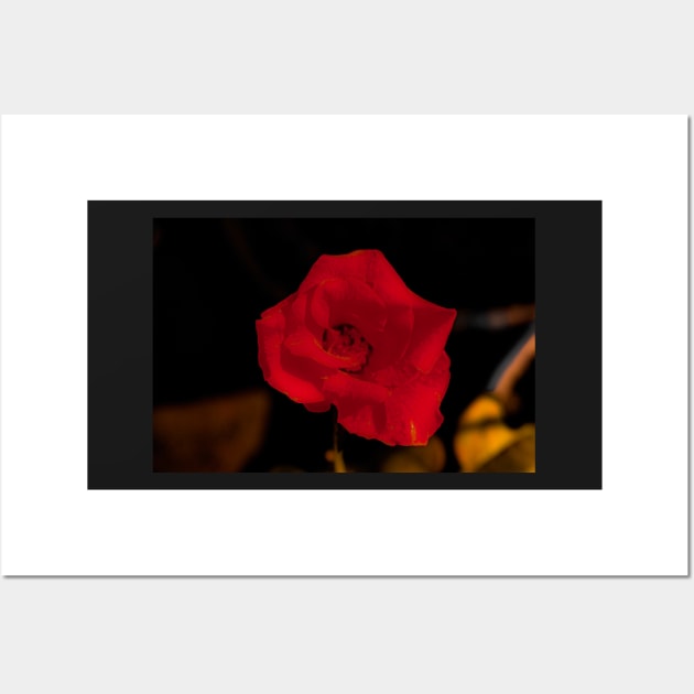 Dark red rose blossom Wall Art by kall3bu